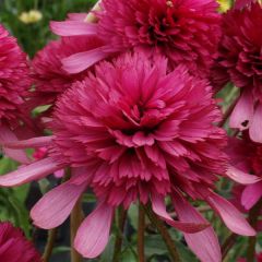 Echinacea Southern Belle
